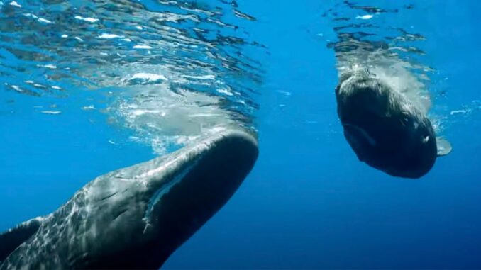 sperm-whale-introduces-baby-to-robot
