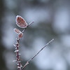 Sample photo