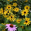 Sample photo