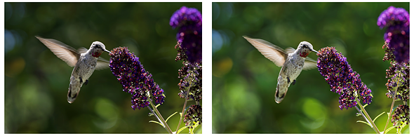 Adobe-Adaptive-Example-hummingbird