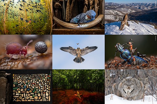 Wildlife-Photographer-of-the-Year-2024-winners