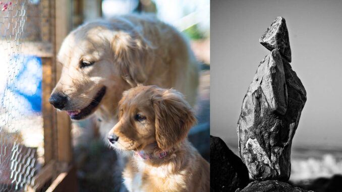 photography-composition-under-the-hood-feat