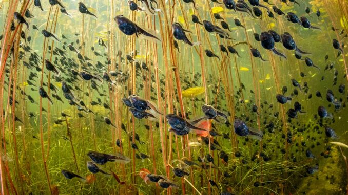 wildlife-photographer-of-the-year-2024-featured