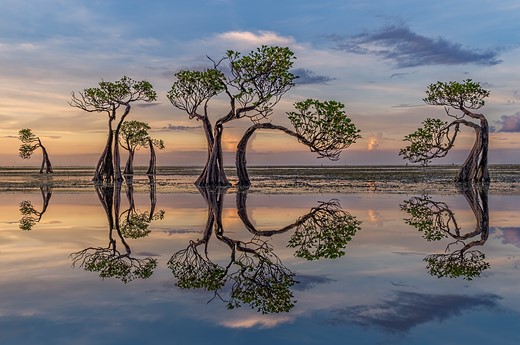 53317 Laura Bennett Dancing Trees