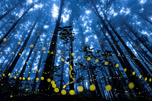 FOREST Shirley Wung Fireflies Flying In 