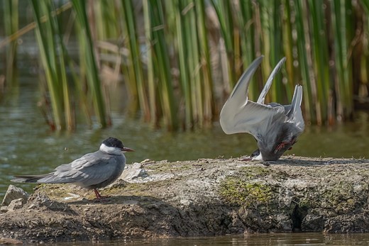 BIRD CATEGORY WINNER Damyan Petkov Whiskered tern crash on landing