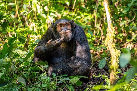 HIGHLY COMMENDED Arvind Mohandas The-Contemplative-Chimpanzee