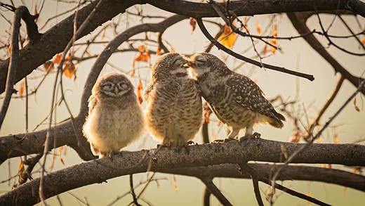 NIKON JUNIOR PHOTOGRAPHER CATEGORY WINNER Sarthak Ranganadhan Smooching Owlets