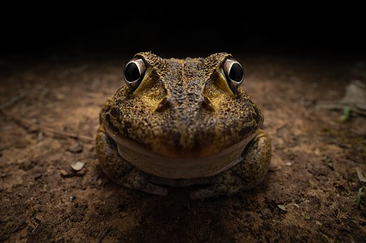 NIKON YOUNG PHOTOGRAPHER CATEGORY WINNER Kingston-Tam Awkward-smiley-frog