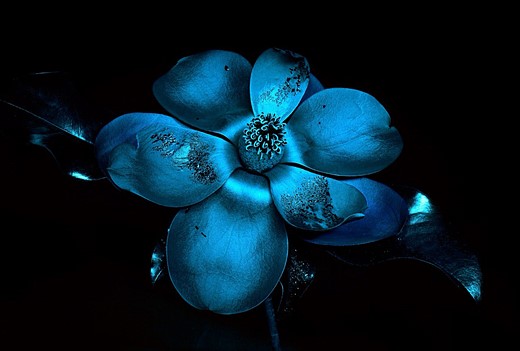 1st-Place-Magnolia-grandiflora-Riffle-Michael-Riffle-infrared-photography-contest