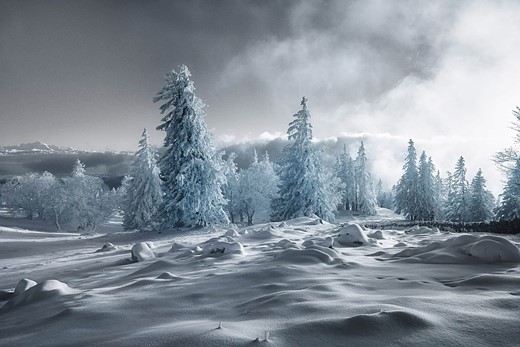 2nd-place-WA1K345-jonas-hangartner-infrared-photo-contest