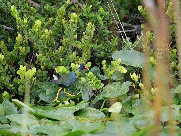 A bird traverses lily pads in a Florida bayou