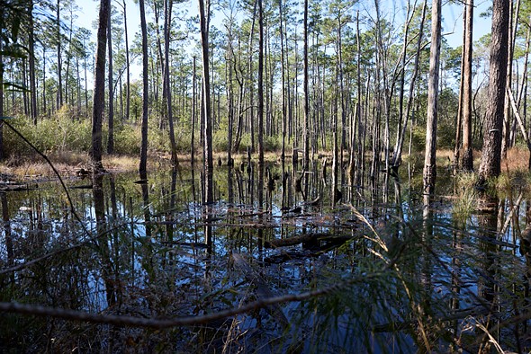 Canon-24-f1p4-sample-swamp-with-trees