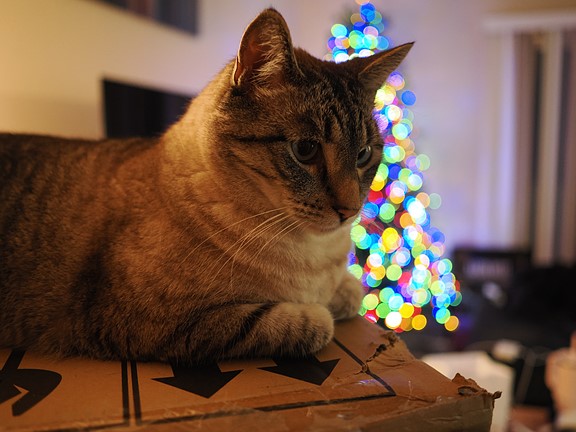 Image showing a cat with various color lights in the background
