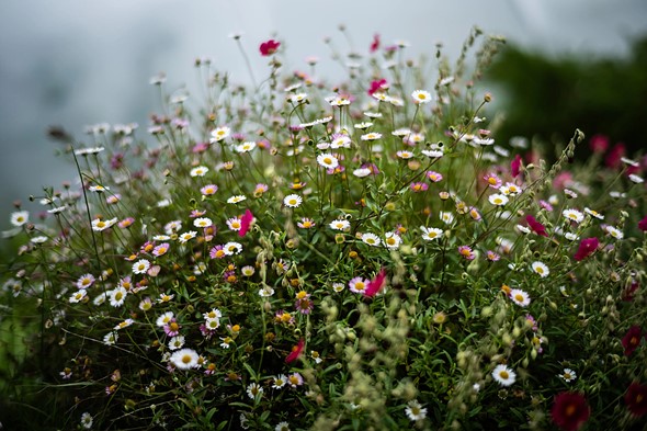 Leica Summilux-M 50 f1 4 Classic Website 3840x2560 01.jpg