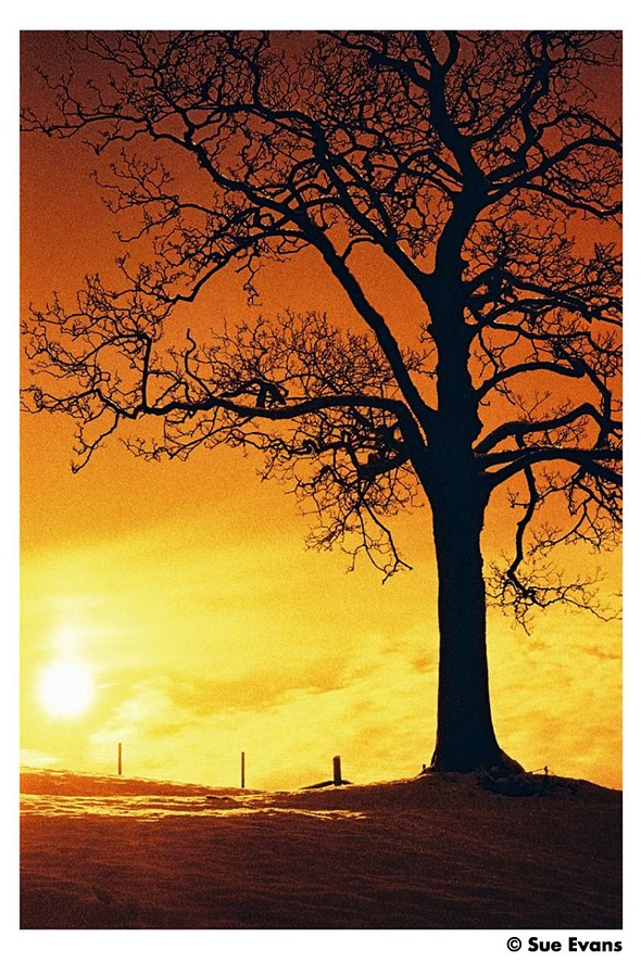 harman-red-film-sample-sue-evans 1