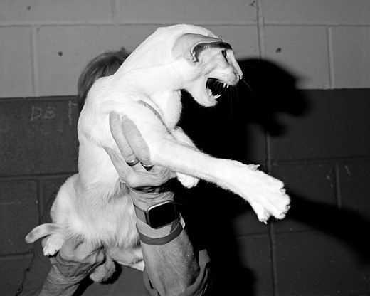 Alice Poyzer Kernow-Cat-Club -Other-Joys-Alice-Poyzer---Correct-10-FFSeries25