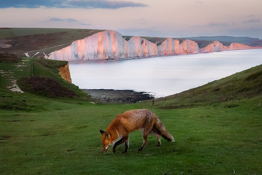 2 Fox In Front of Seven Sisters