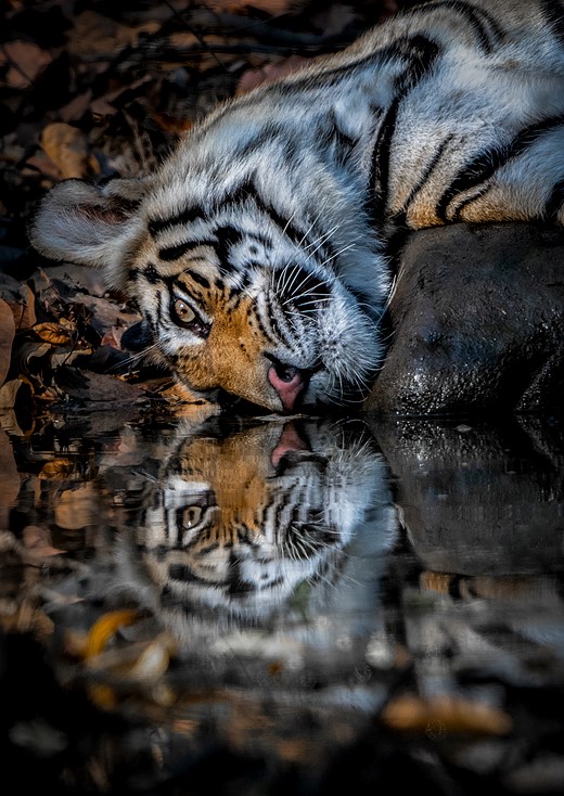 Bengal Tiger Reflection