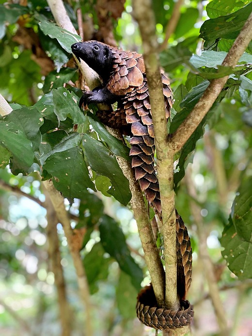 Black Bellied Pangolin