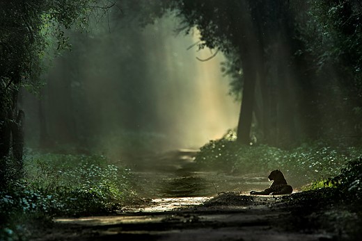 Leopard Enjoying Morning Sun Break