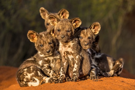MarcusWestberg WildDogs