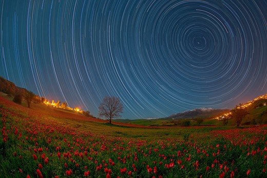 Moonlight Star Trail Over a Wild Tulips Field Blufi Sicily