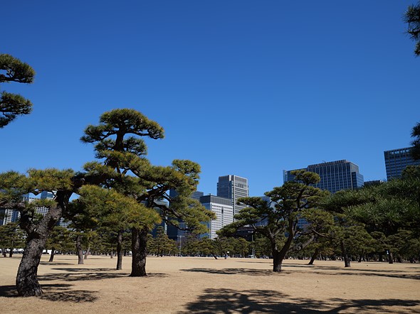 Trees in sandy park s1rii high res example