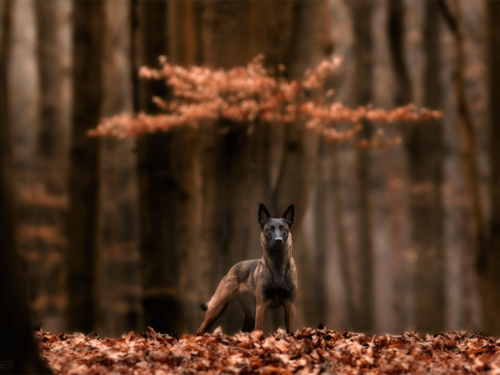 A Belgian Malinois dog standing alert among fallen leaves in an autumn forest, with the Brenizer method creating a cinematic depth and focus on the subject.