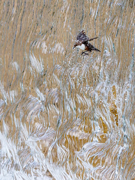 k1 1 konrad wothe wasseramsel im habitat