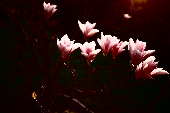 BF 00472 BrightnessMap