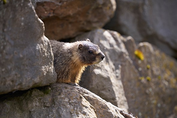 a marmot stands on rocks
