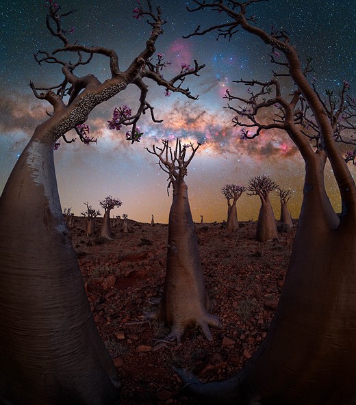 bottle trees stretch into sky with milky way