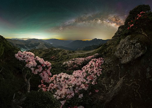 flowering trees in front of mountains with milky way night sky