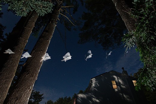flying squirrel repeated against night sky