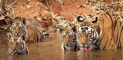 four tigers wade in water