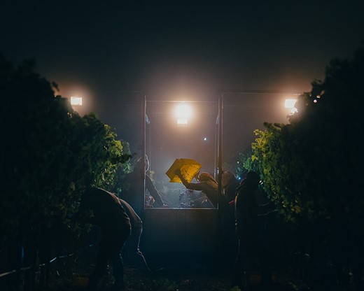 people harvest grapes at night with spotlight