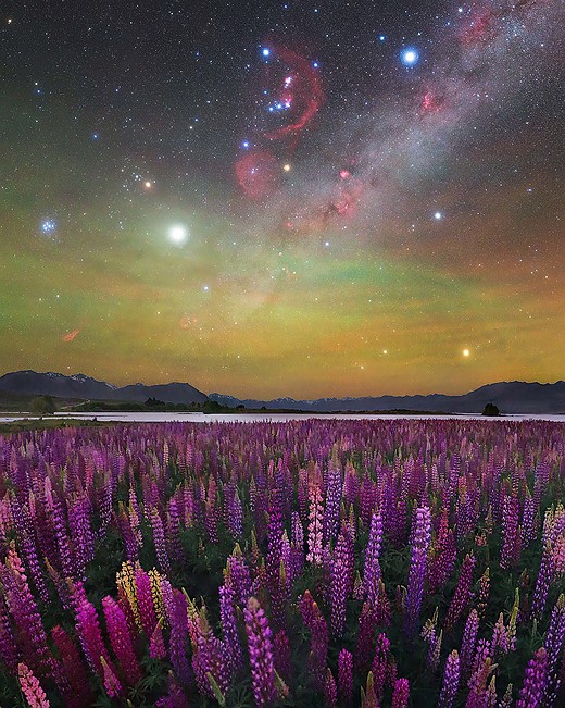 purple lupines bloom in front of mountain lake and milky way