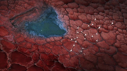 white birds glying over red landscape with blue lake-CC-Xuejun-Long