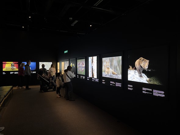 Museum visitors viewing the Wildlife Photographer of the Year competition winners