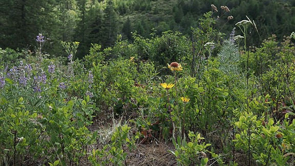 Image showing flowers shot using the OM-5 II's standard color profile