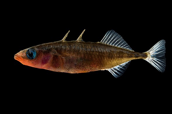 Three-spined Stickleback Male
