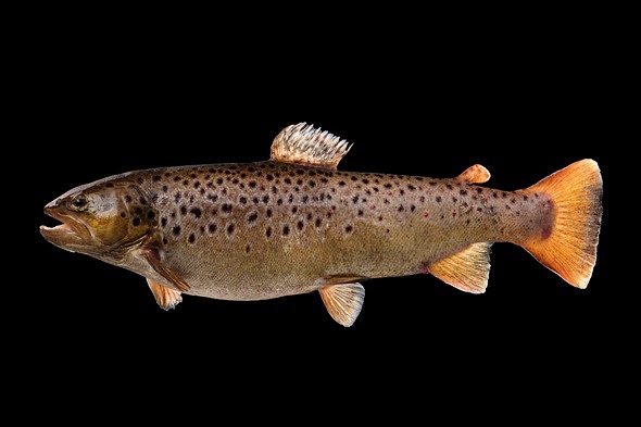 a Female Trout is placed on a black background