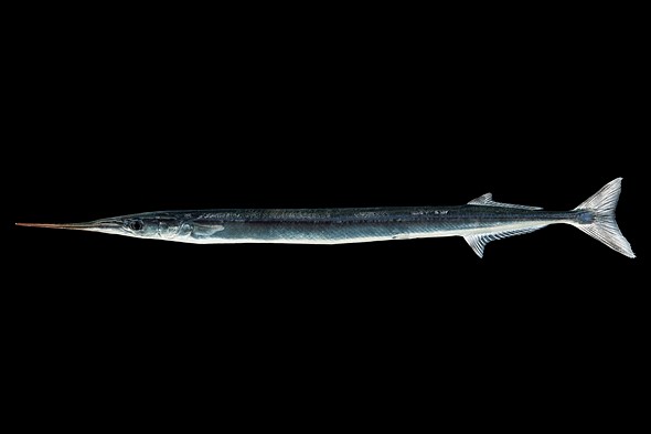 a Garfish is placed on a black background