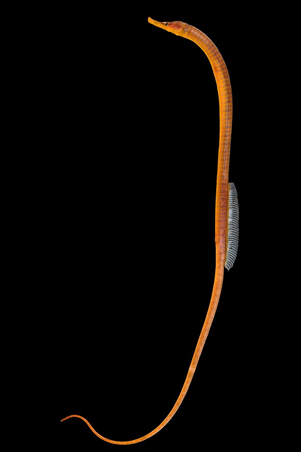 a Snake Pipefish is placed on a black background