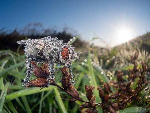 a bee covered in drops of dew sits on a plant