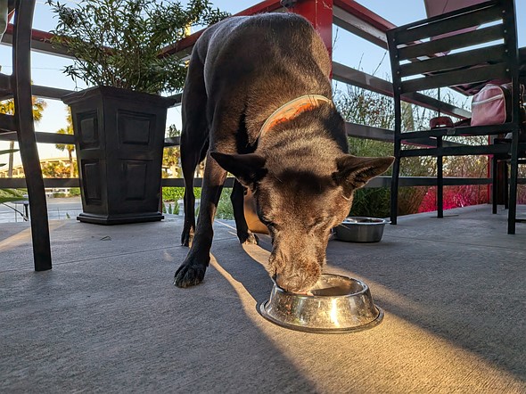 a black dog licks from a silver bowl on a patio with chairs and a railing