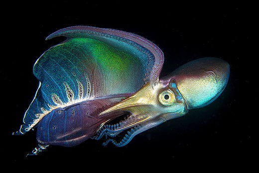 a colorful blanket octopus swims across black ocean