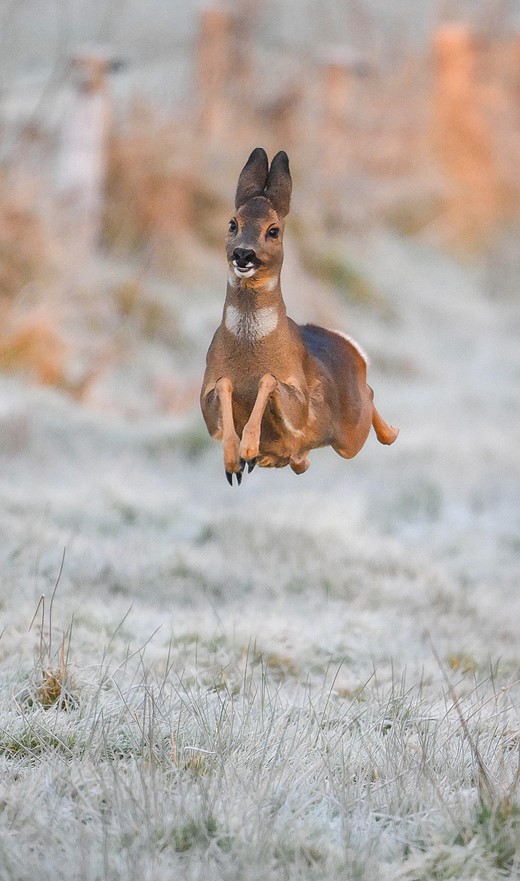 a deer appears to float over frosted grass