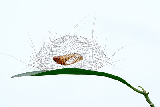 a delicate woven structure surrounds moth chrysalis on a leaf in front of white background